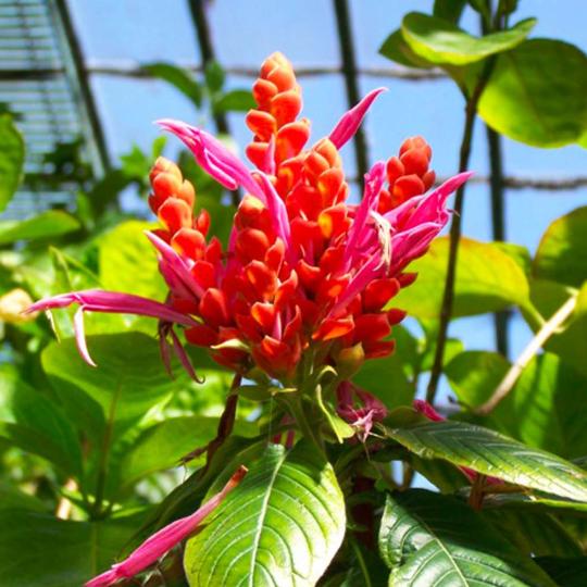 Plante caribéenne -
