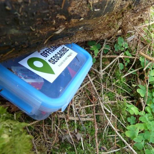 Geocaching - Boite de géocaching caché sous une souche