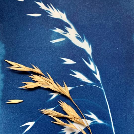 Cyanotype - Mathilde Tessier