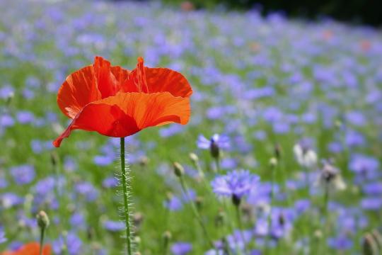 Un champs de bleuet avec un coquelicot au premier plan.