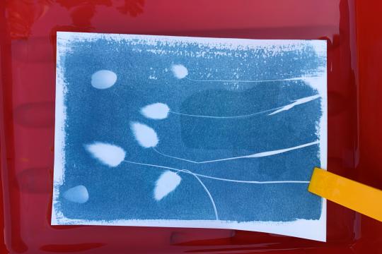 Cyanotype - Mathilde Tessier
