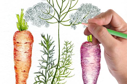 Illustration botanique -